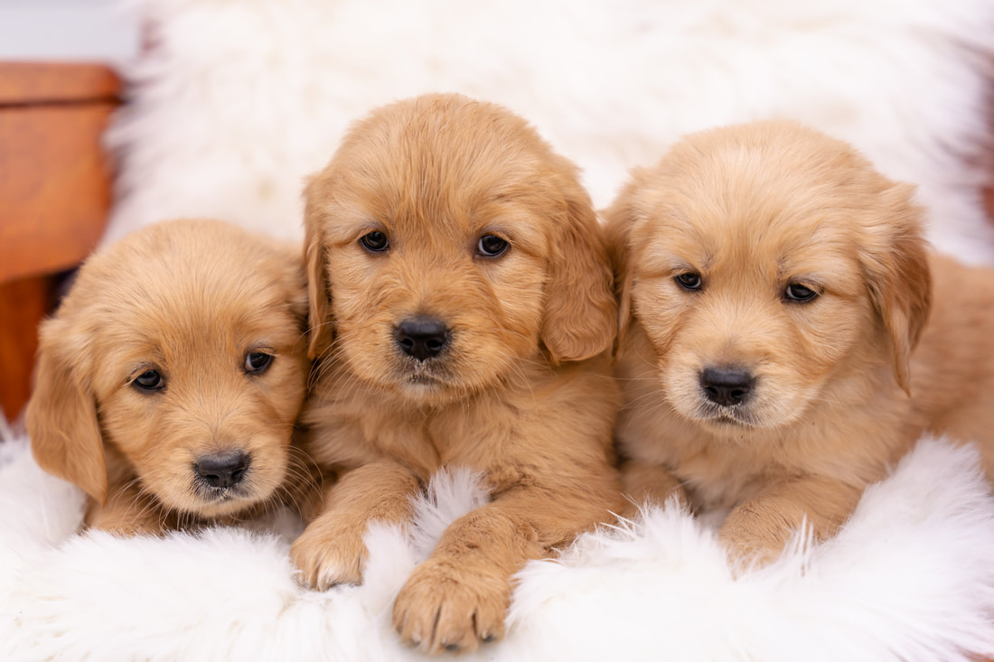 how to find a reputable golden retriever breeder